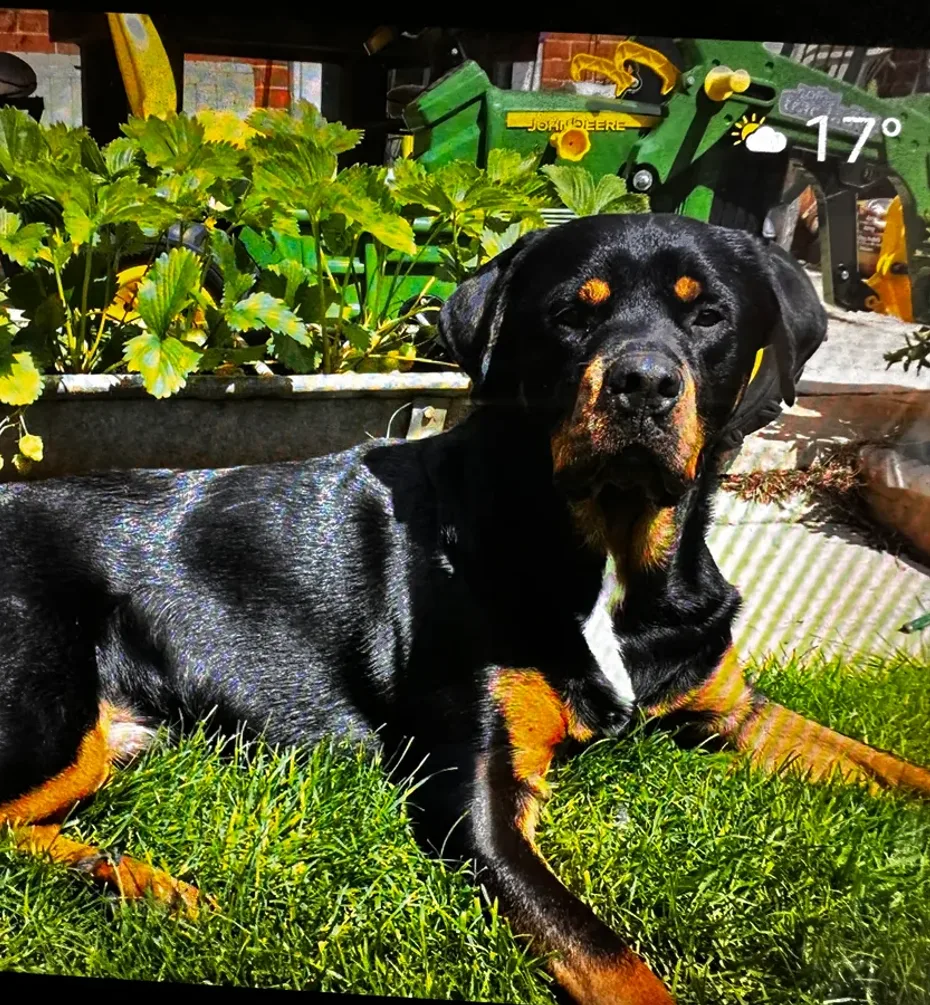 Portrait of Django