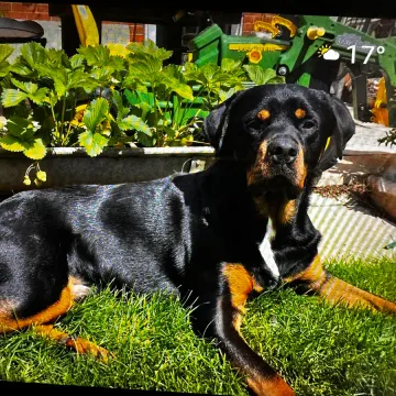 Photo of Django