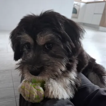 Photo of Maya