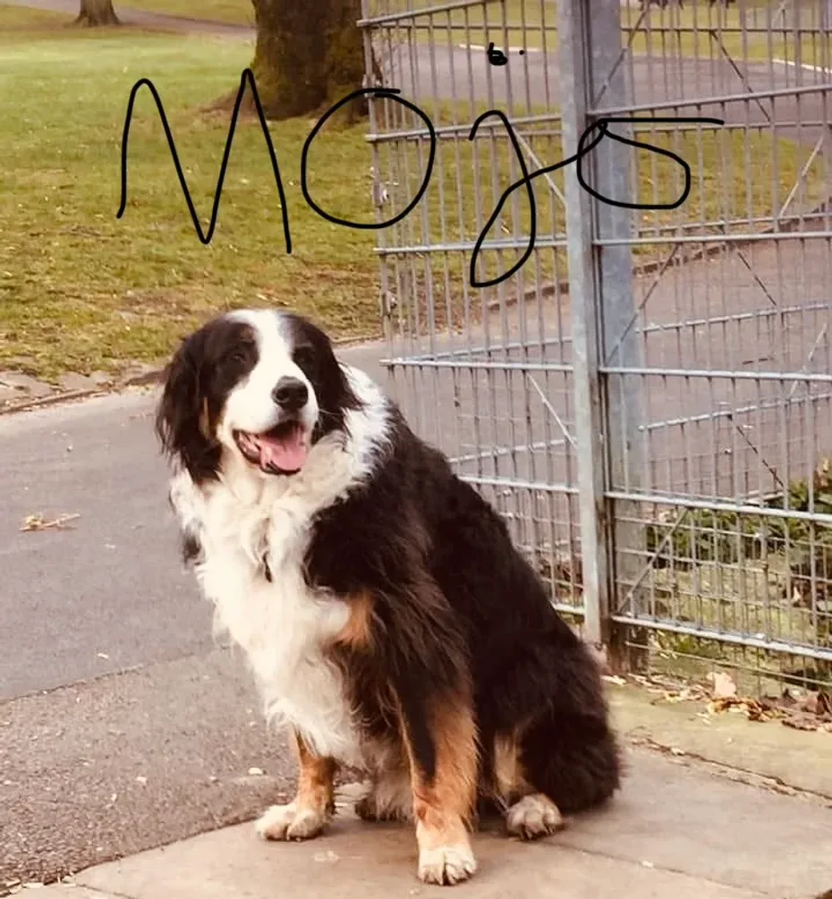 Portrait of Mojo
