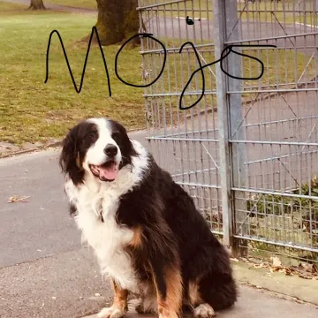 Photo of Mojo