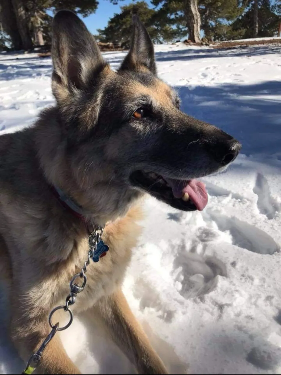 Diesel, photo 2