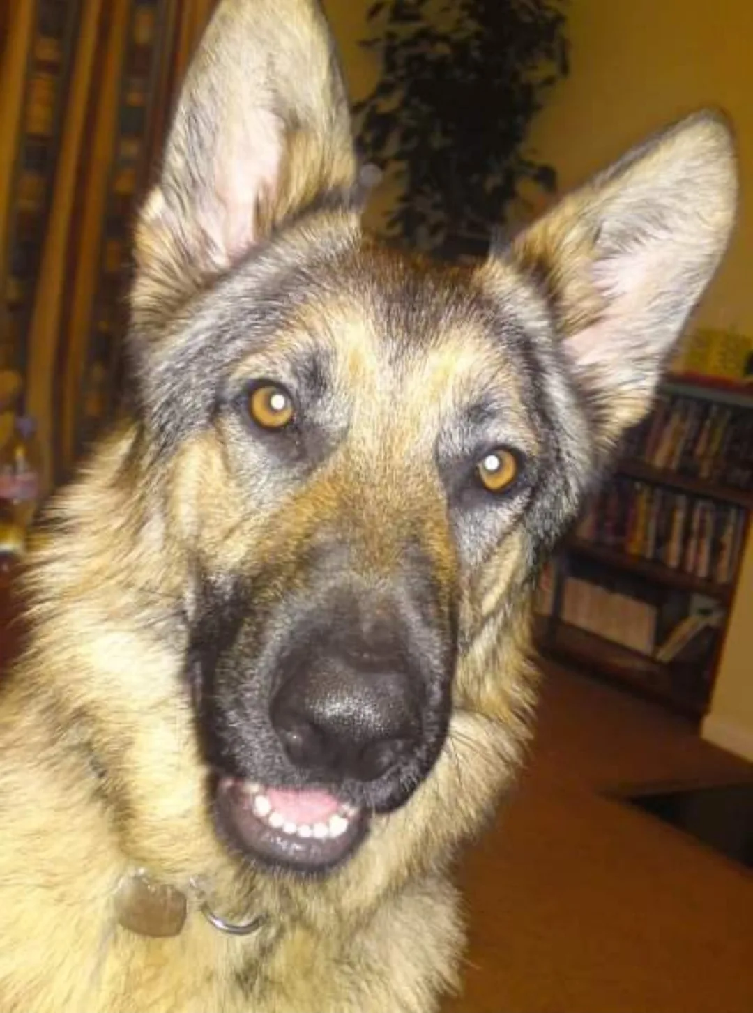 Diesel, photo 3