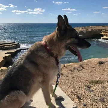 Photo of Diesel