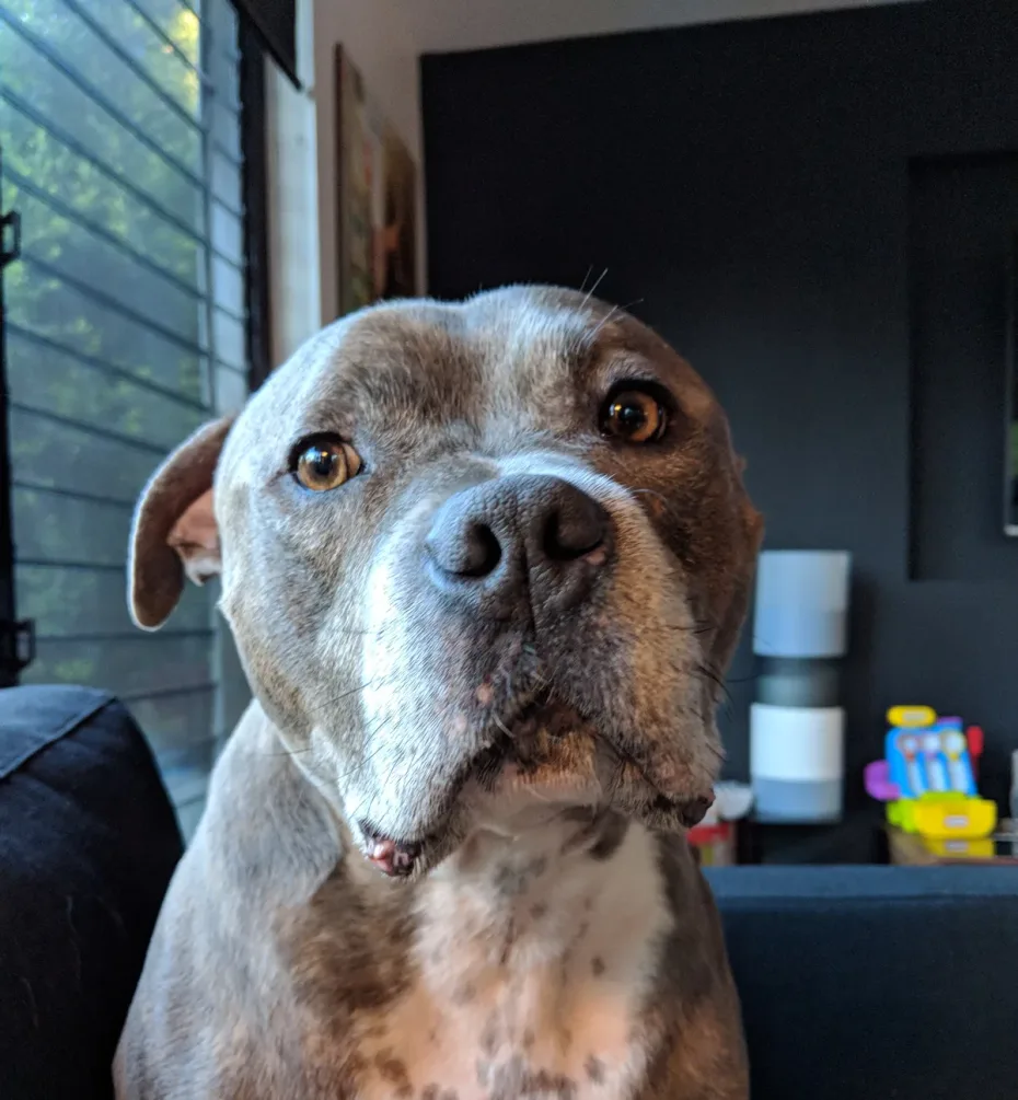 Portrait of Zeddy