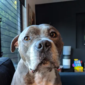 Photo of Zeddy