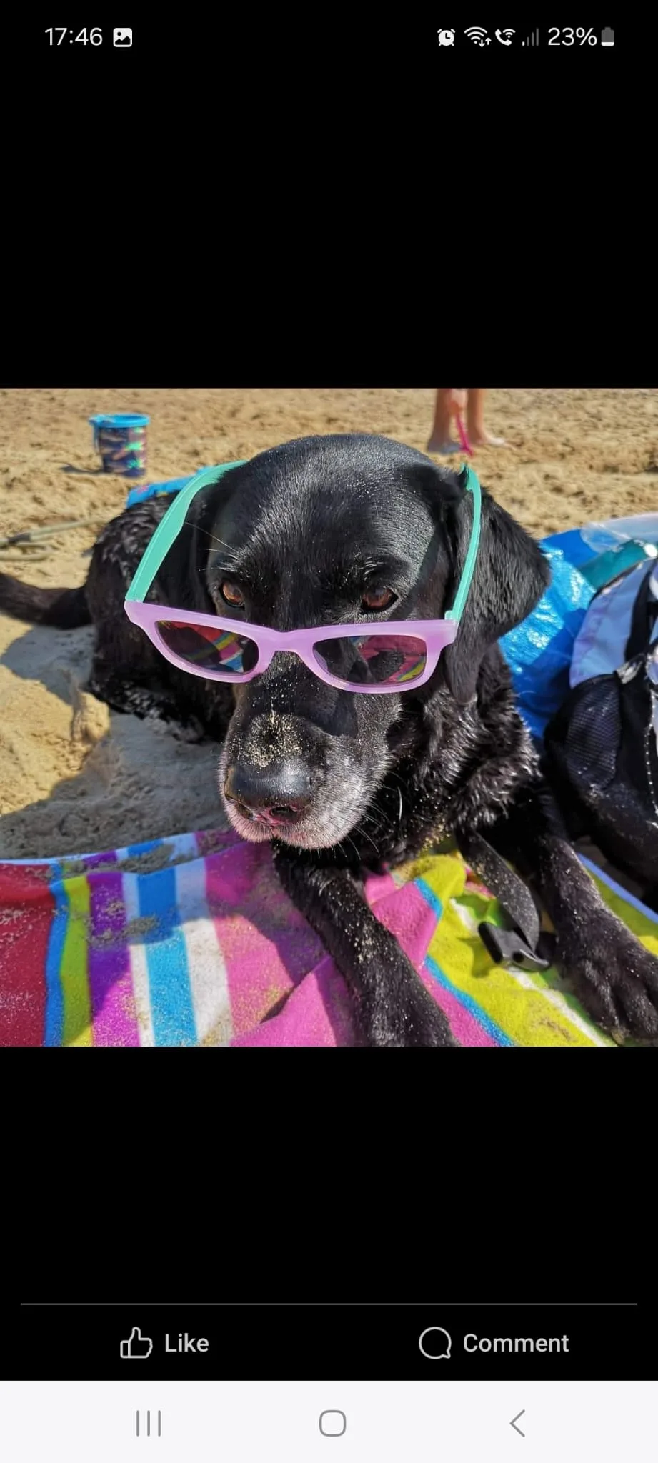 Molly, photo 2