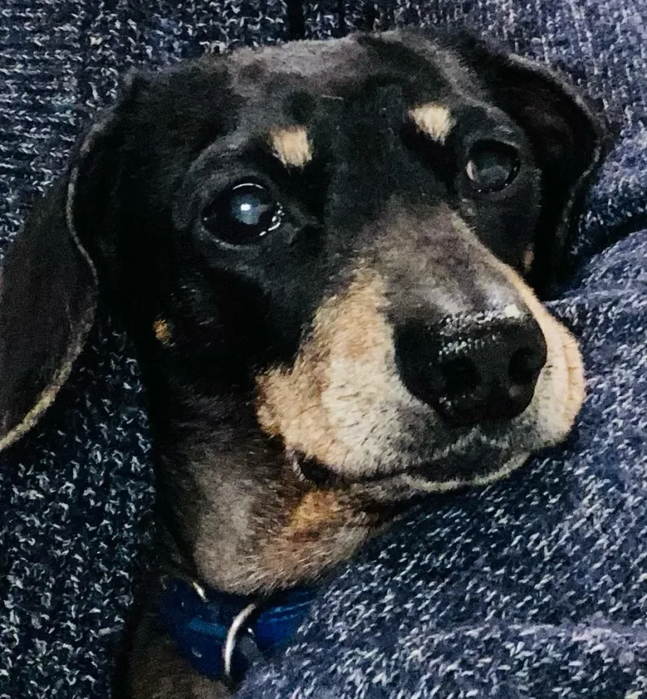 Portrait of Dimple