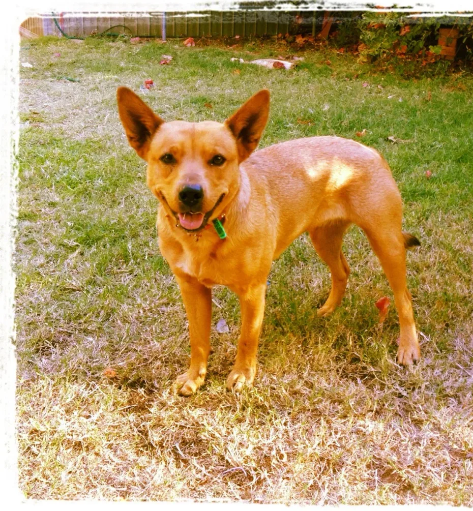 Portrait of Bessie