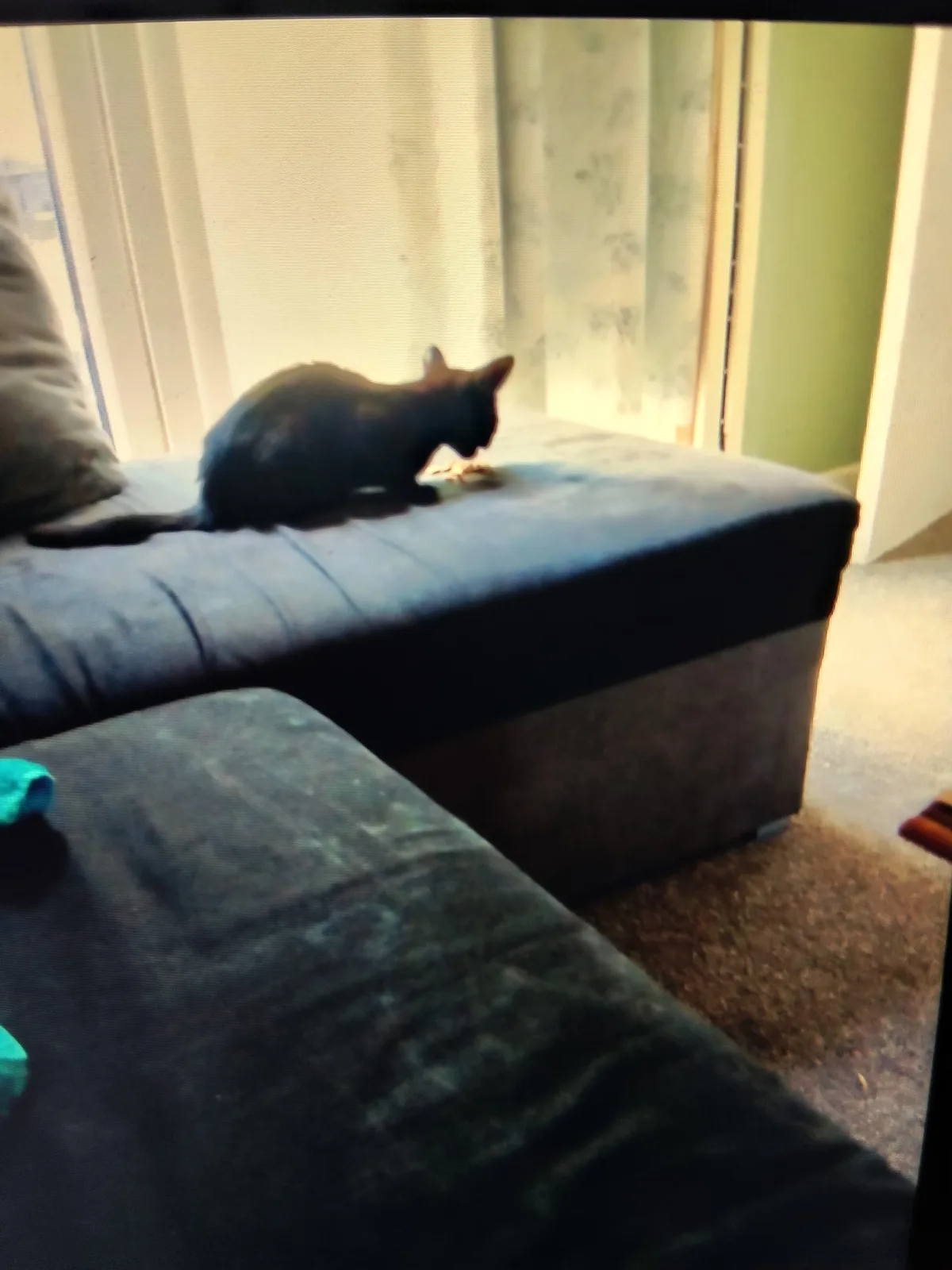 Dobby, photo 3