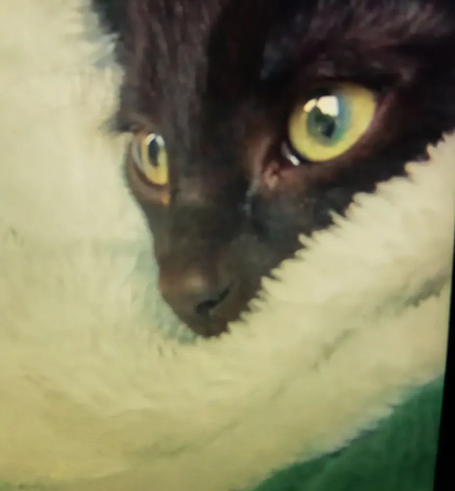 Portrait of Dobby